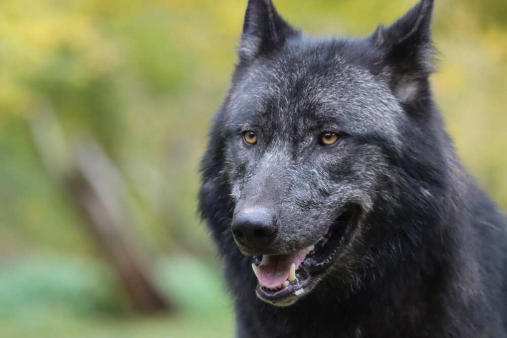 100+ badass wolf names, their meanings and where they come from 