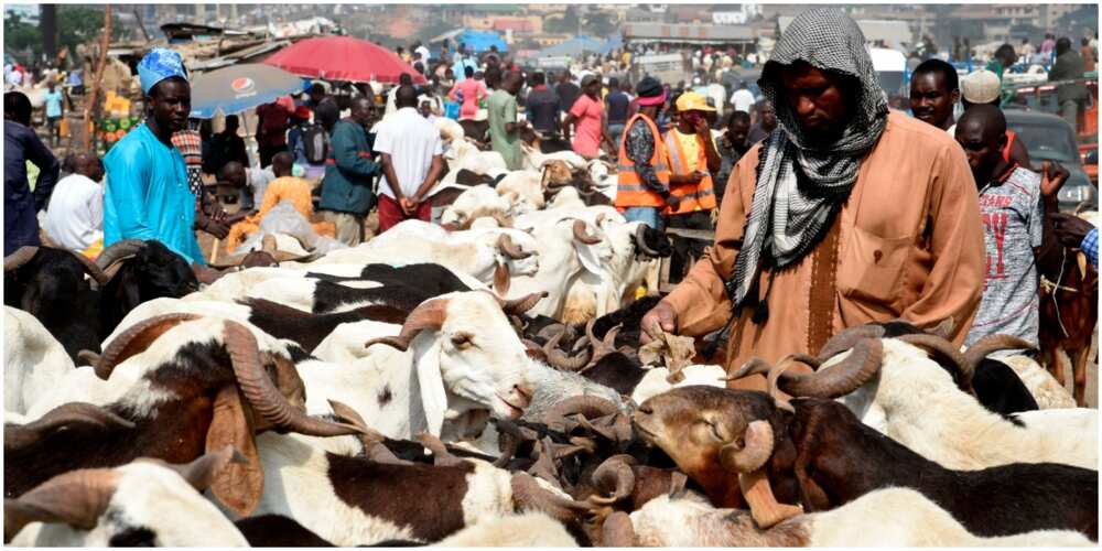 Miyetti Allah Says Cow May Cost N2 million in Lagos State Over Anti-open Grazing Bill