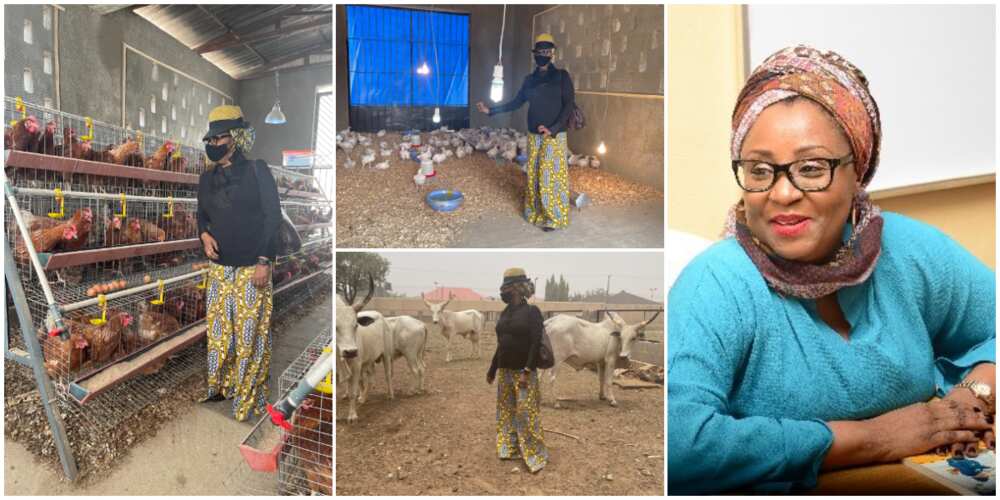 Governor's Wife Show Off Her Livestock Farms, Photos Generate Mixed Reactions Among Nigerians
