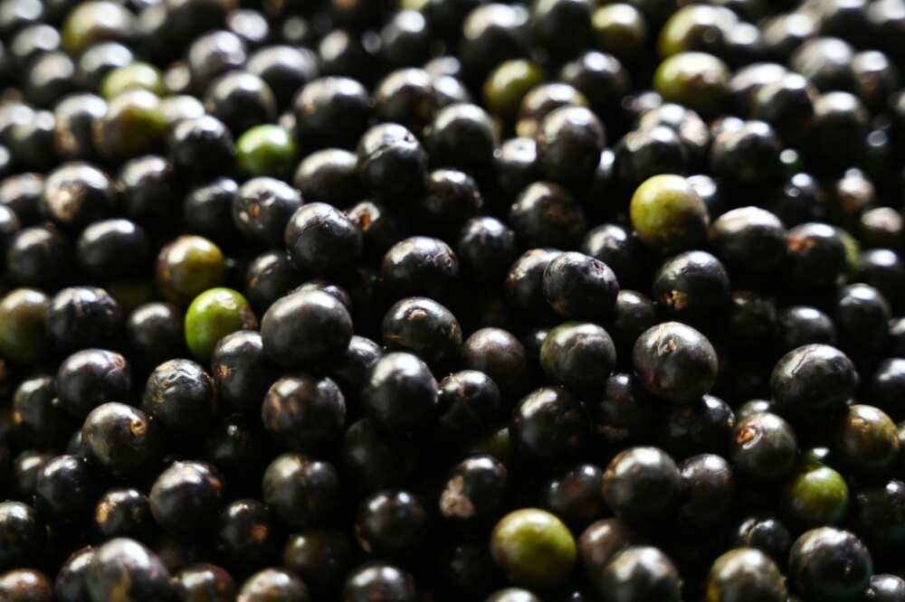 Brazilian exports of acai and its derivatives surged from 60 kilograms in 1999 to more than 15,000 tonnes in 2021