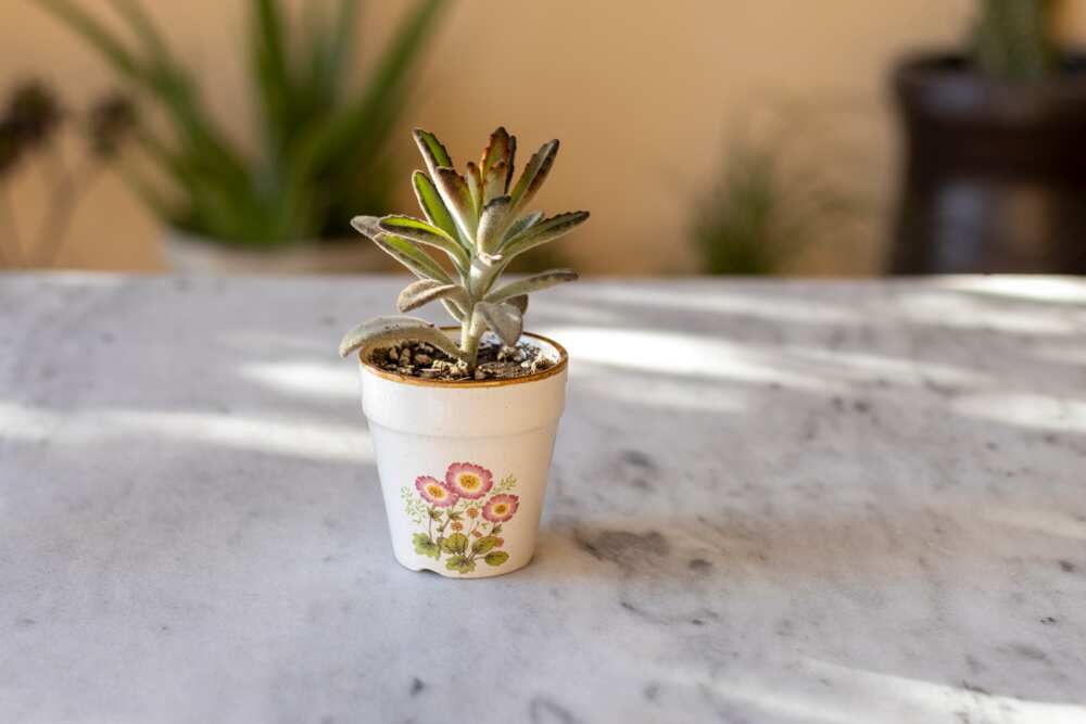 houseplants that don't need sunlight houseplants that don't need sunlight