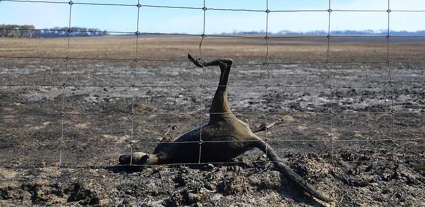 Over 1 billion animals killed as Australia's bushfires rage on