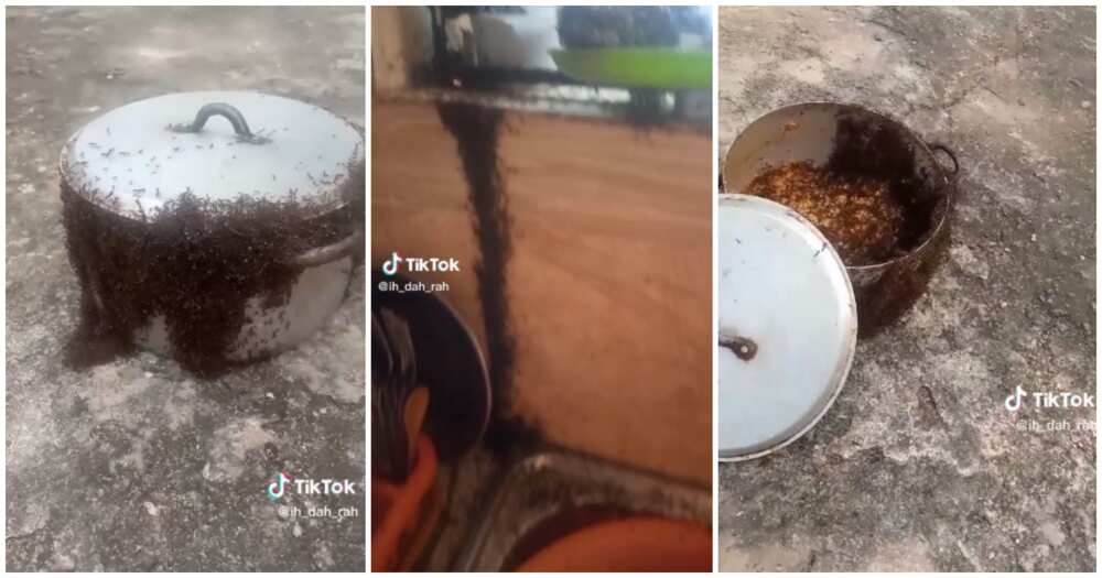 Soldier ants, lady, kitchen, pot