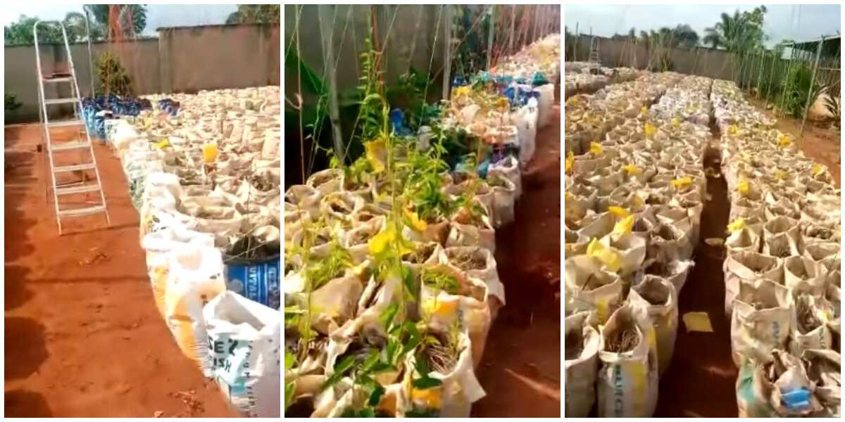 Nigerian Man Plants 4000 Yam Seedlings In Sack Bags Shows Off His 