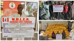Hukumar NDLEA ta Cafke Mai shekara 75 Gotai-Gotai da Zargin Harkar Kwayoyi