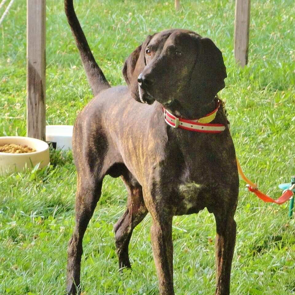 Cheapest dog breeds Cheapest dog breeds