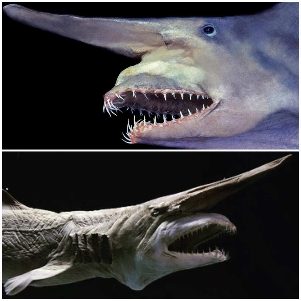 Scary animals Scary animals