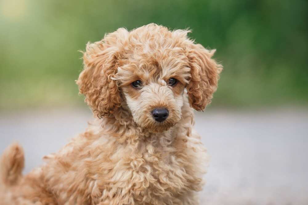 cutest puppy in the world cutest puppy in the world