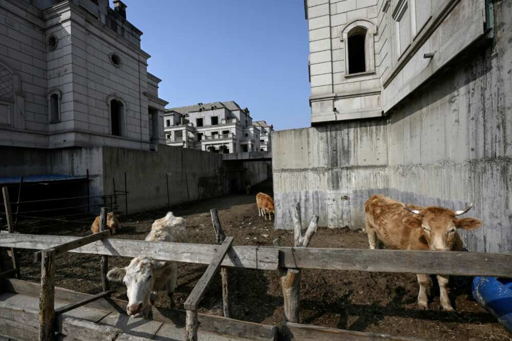 Cattle near deserted villas of the State Guest Mansions project