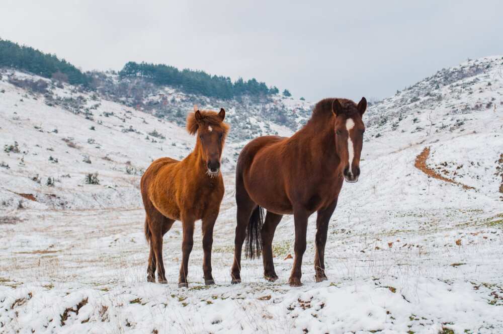 Baby horse names Baby horse names