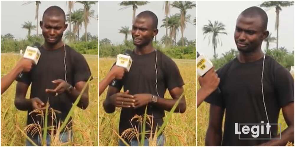 Matashi mai shekaru 29 ya bayyana yadda yayi noma shinkafa da rogo na N1m Matashi mai shekaru 29 ya bayyana yadda yayi noma shinkafa da rogo na N1m