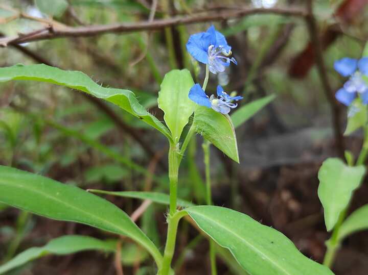 common-weeds-and-their-scientific-names-with-pictures-in-nigeria-legit-ng