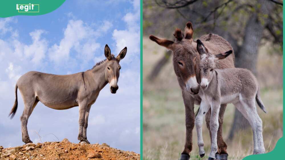 A donkey near Kato Meria (L) and a donkey and foal at Custer State Park, South Dakota (R)