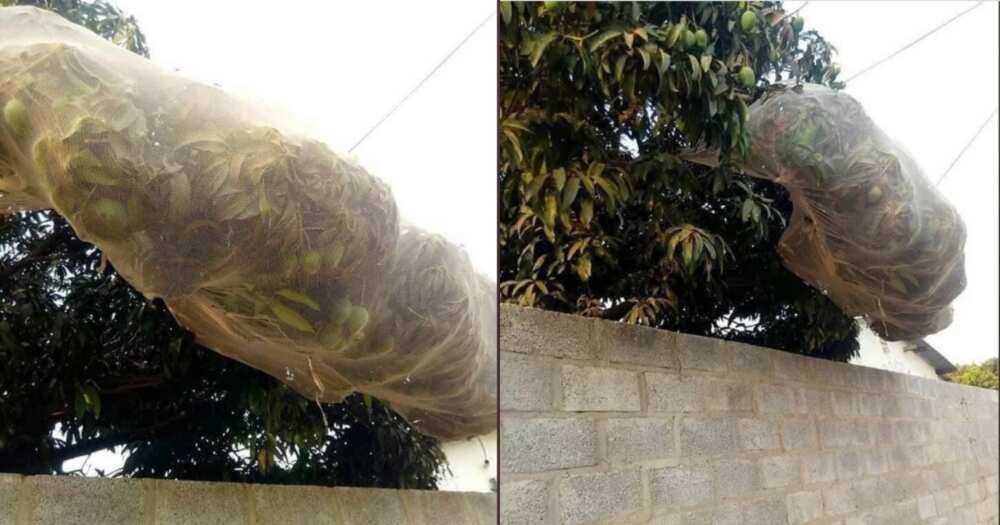 Selfish neighbour who covered avocado tree with net to avoid sharing fruits exposed