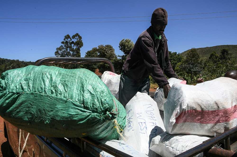 Every day, young miraa shoots are bundled and wrapped in banana leaves, packed in bags and loaded onto pickup trucks Every day, young miraa shoots are bundled and wrapped in banana leaves, packed in bags and loaded onto pickup trucks