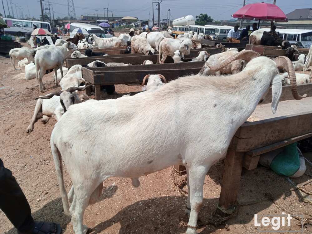 A big ram is sold from N100,000 upwards as revealed by the sellers at the market. Photo credit: Esther Odili
