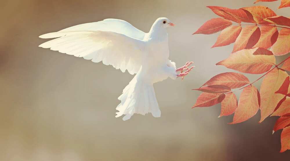 intercessory prayer points intercessory prayer points