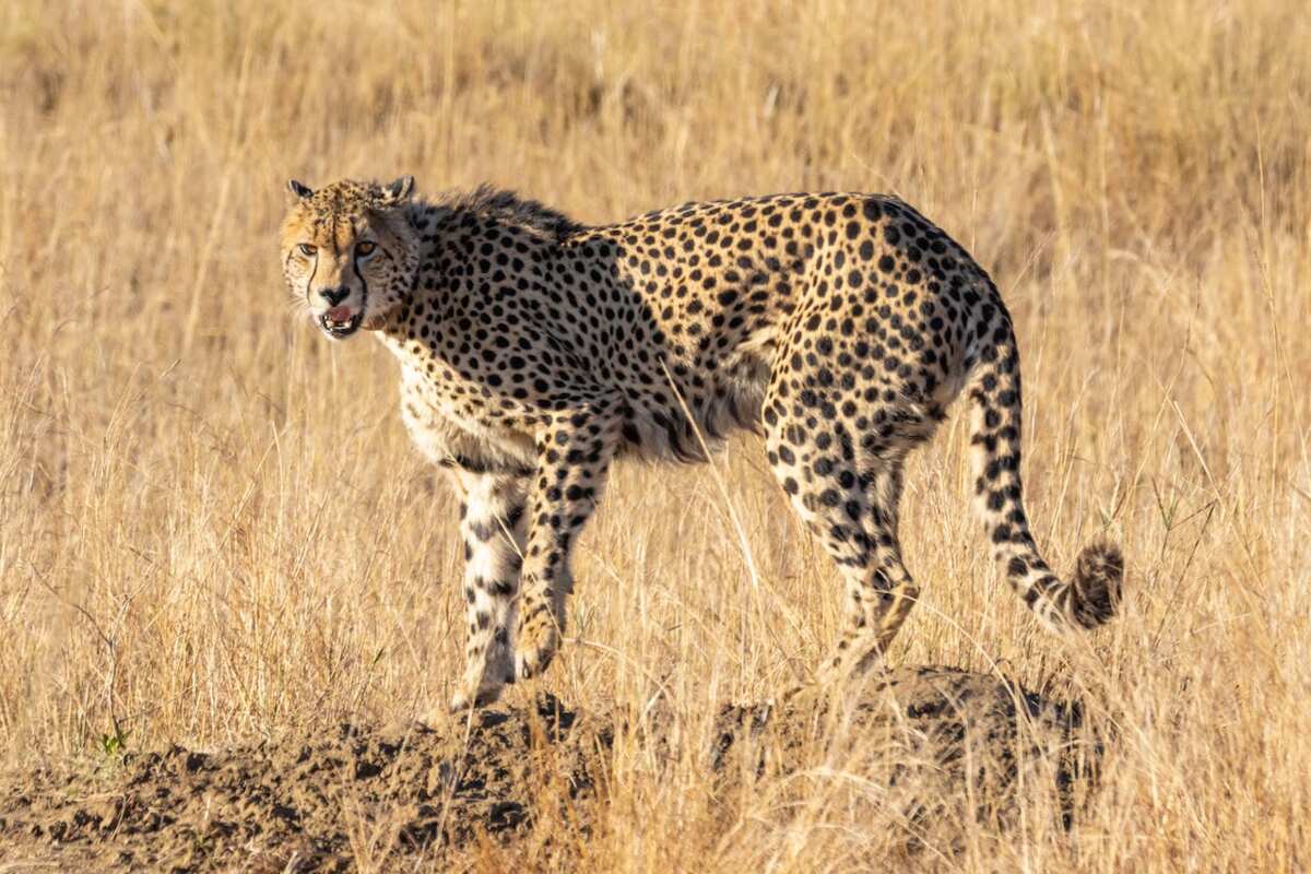 Top 10 fastest land animals: creatures with incredible speed