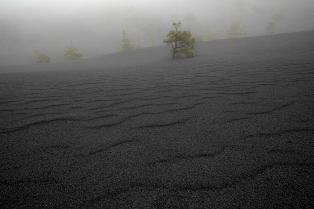 Pine trees emerge from the volcanic ash on a slope of the Tajogaite volcano