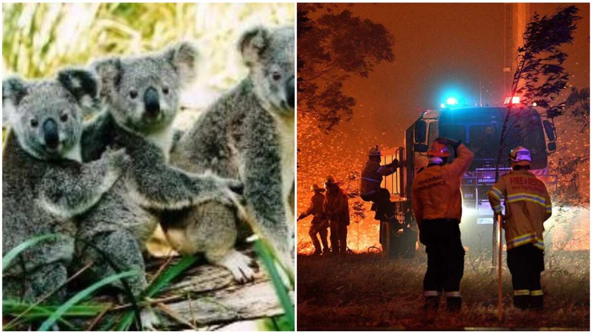 Raging bush fires in Australia kill 480m animals in 1