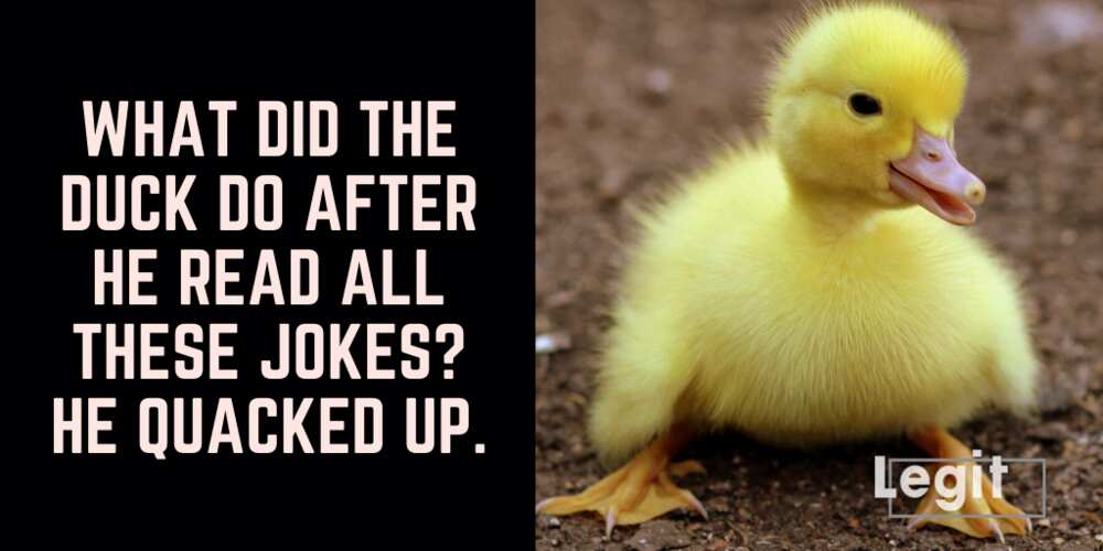 duck puns