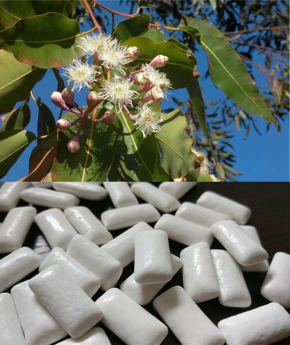 list of agricultural raw materials and their finished products in Nigeria list of agricultural raw materials and their finished products in Nigeria