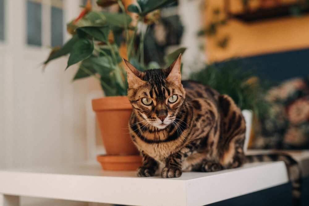 What is the most expensive cat? What is the most expensive cat?