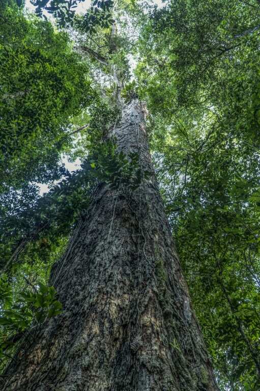 The top of this giant tree juts out high above the canopy in the Iratapuru River Nature Reserve in northern Brazil