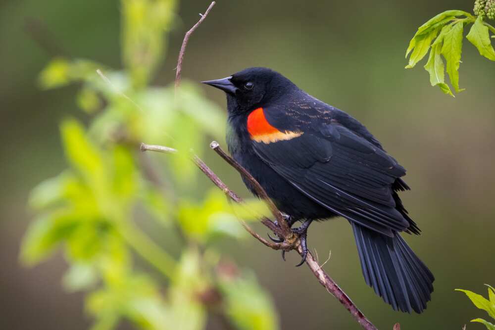 Red-winged blackbird