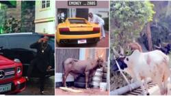 E-Money shares old 2005 photos of his fancy cars ahead of 40th birthday, KCee flaunts huge cows for the party