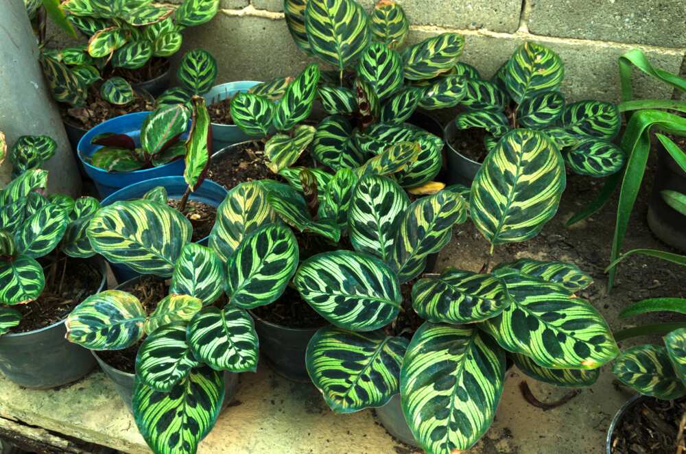 Calathea plant in pots, high angle view