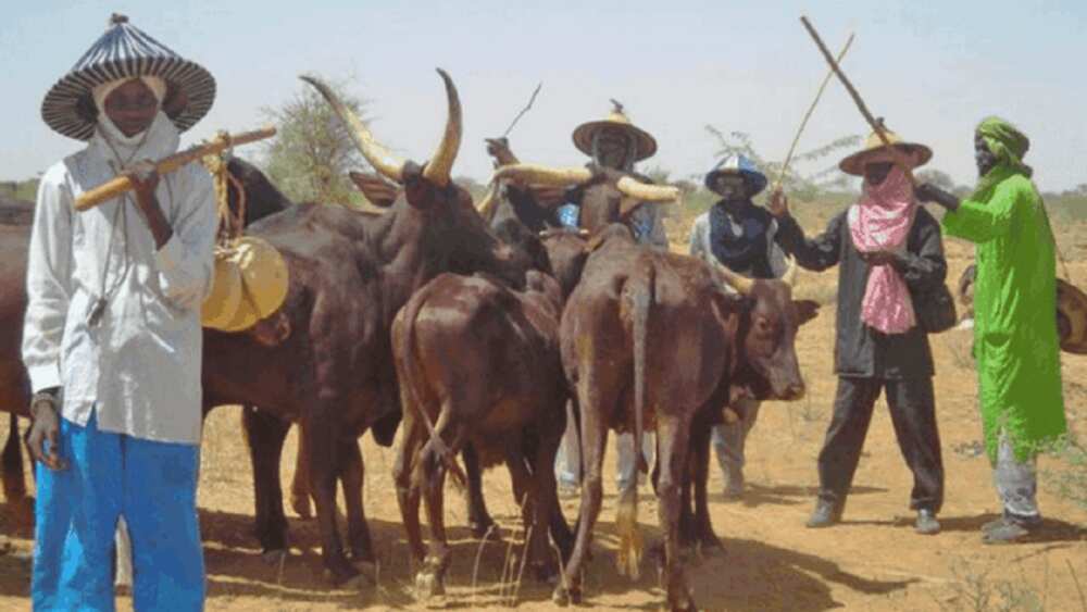 Za mu tona asirin 'yan daban da ke basaja a matsayin makiyaya a Kudu - Miyetti Allah Za mu tona asirin 'yan daban da ke basaja a matsayin makiyaya a Kudu - Miyetti Allah