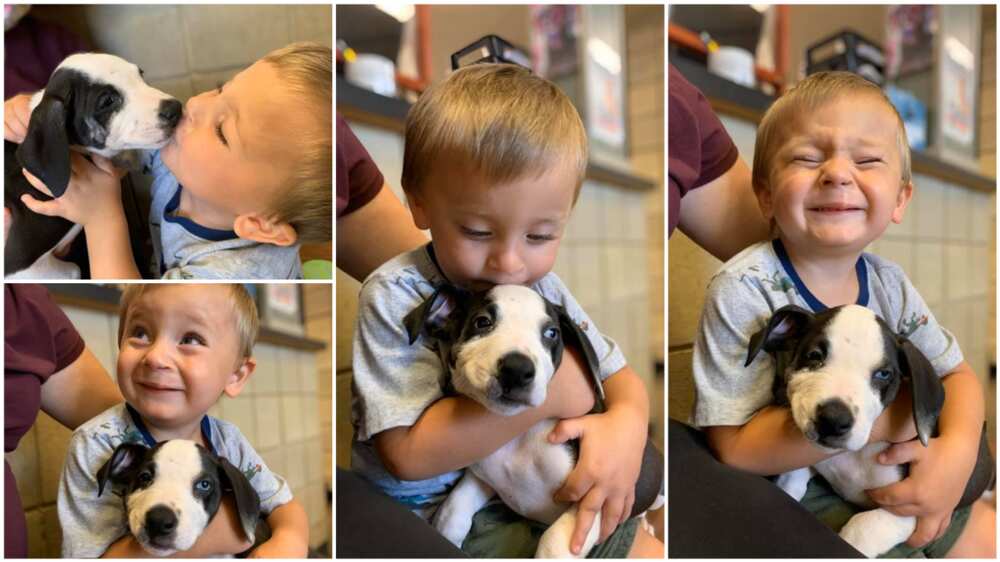 A collage showing the boy and his puppy. Photo source: Facebook/Jackson County Animal Shelter - Michigan A collage showing the boy and his puppy. Photo source: Facebook/Jackson County Animal Shelter - Michigan