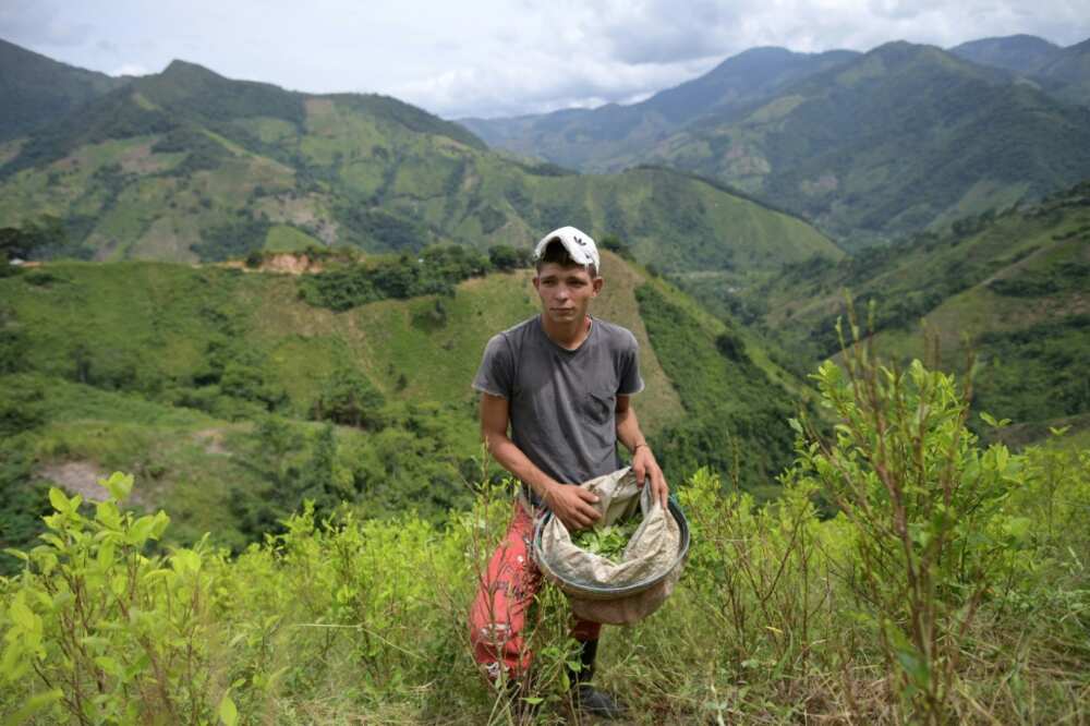 Former FARC guerrilla fighter Eiber Andrade harvests coca leaves to make ends meet