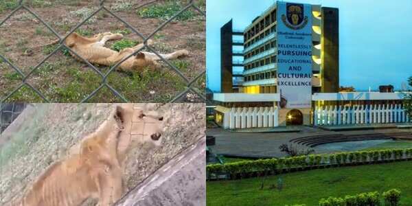 Outrage over video of lions left for death inside OAU zoological garden