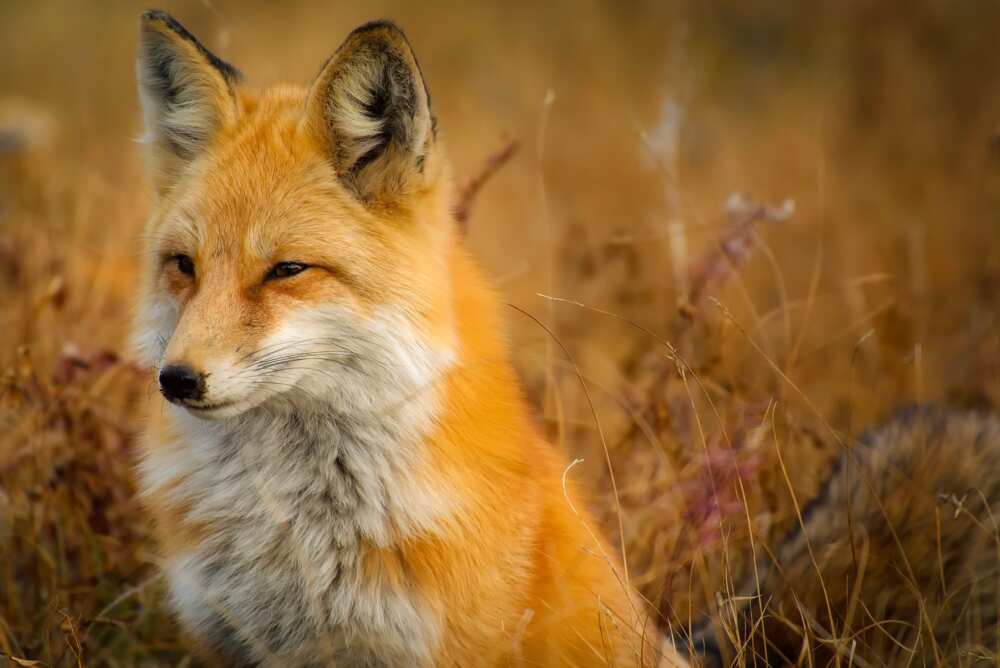 red fox girl