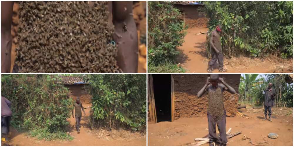 King of bees: Man who walks with bees on his body showcases it in video