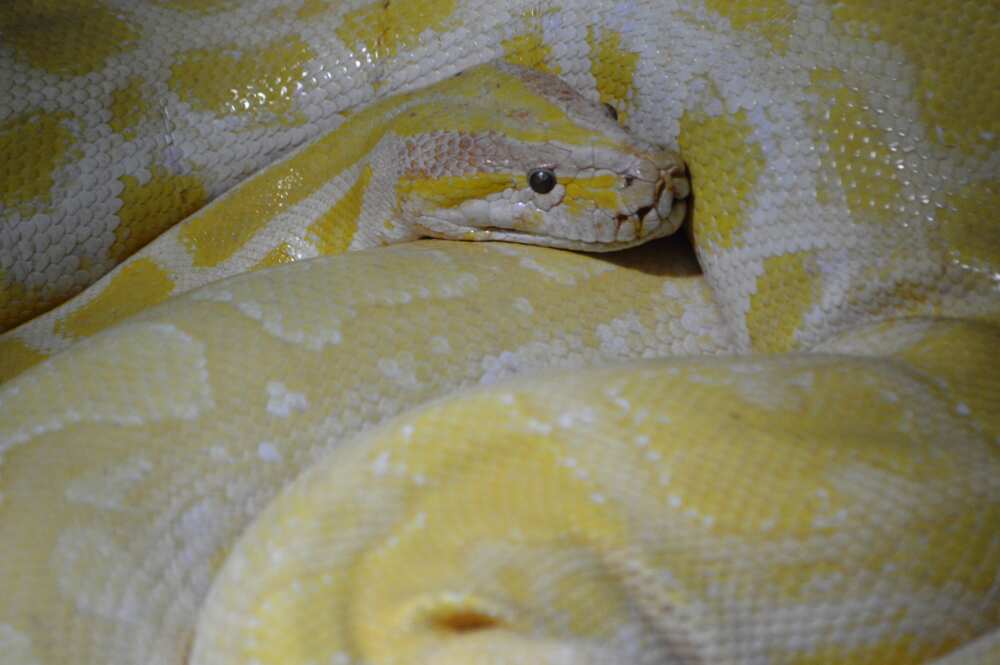 Python réticulé (Malayopython reticulatus)
Photo : Getty Images Python réticulé (Malayopython reticulatus)
Photo : Getty Images