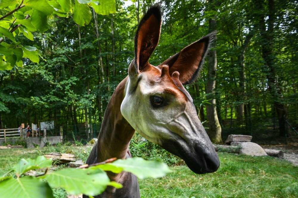 The endangered okapi is also called the forest giraffe. File picture