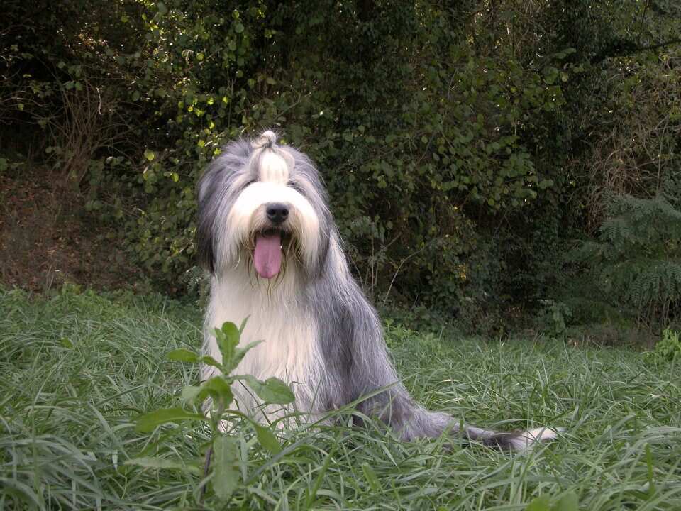 cutest dog in the world cutest dog in the world