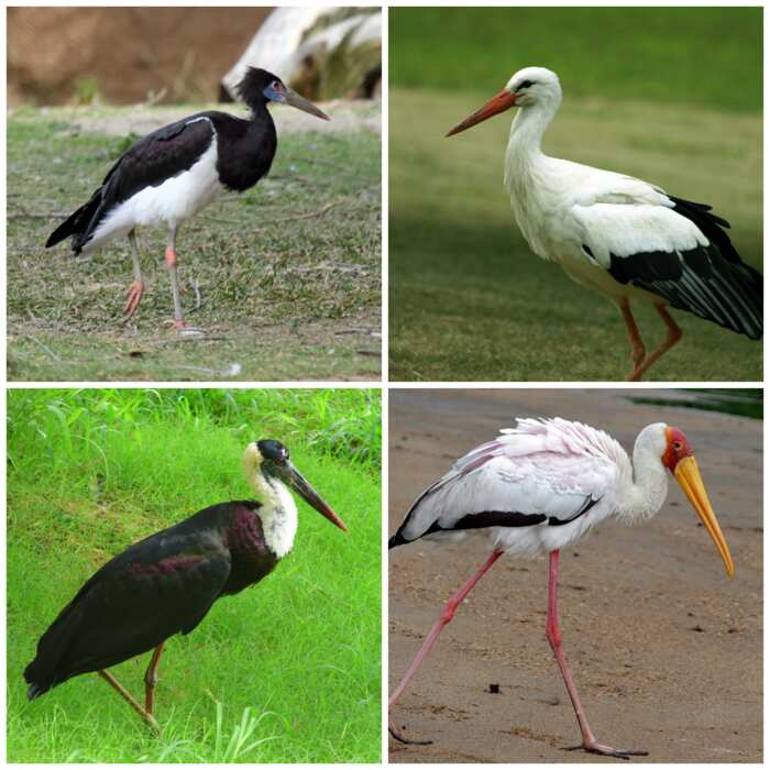 different-types-of-birds-in-nigeria-legit-ng