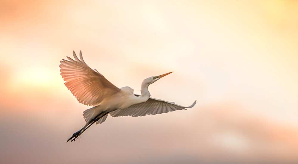 An egret flying at sunrise