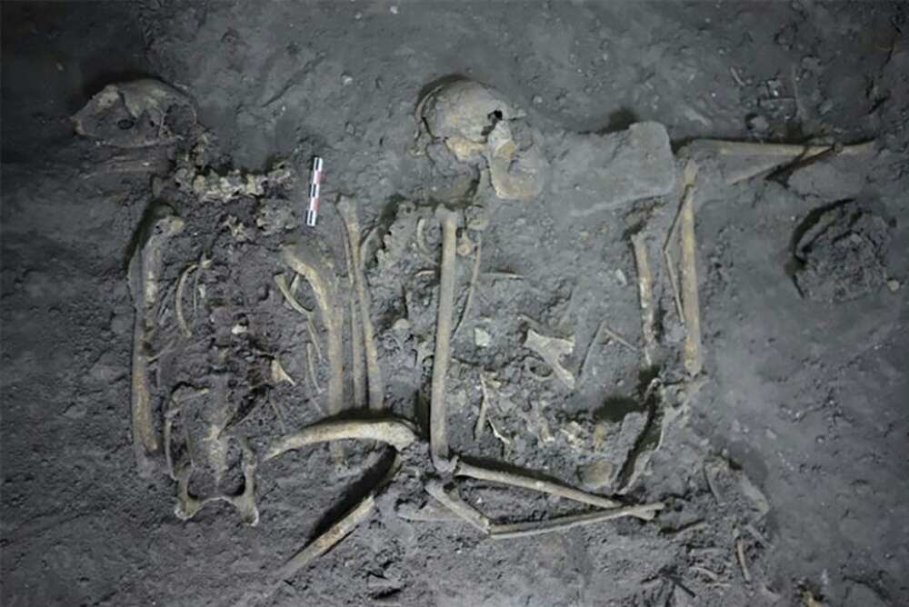 This handout image provided by Nawa Sugiyama of the University of California Riverside on November 21, 2022, shows the complete skeletal remains of a 1,700 year old female spider monkey that was found in Teotihuacan, Mexico
