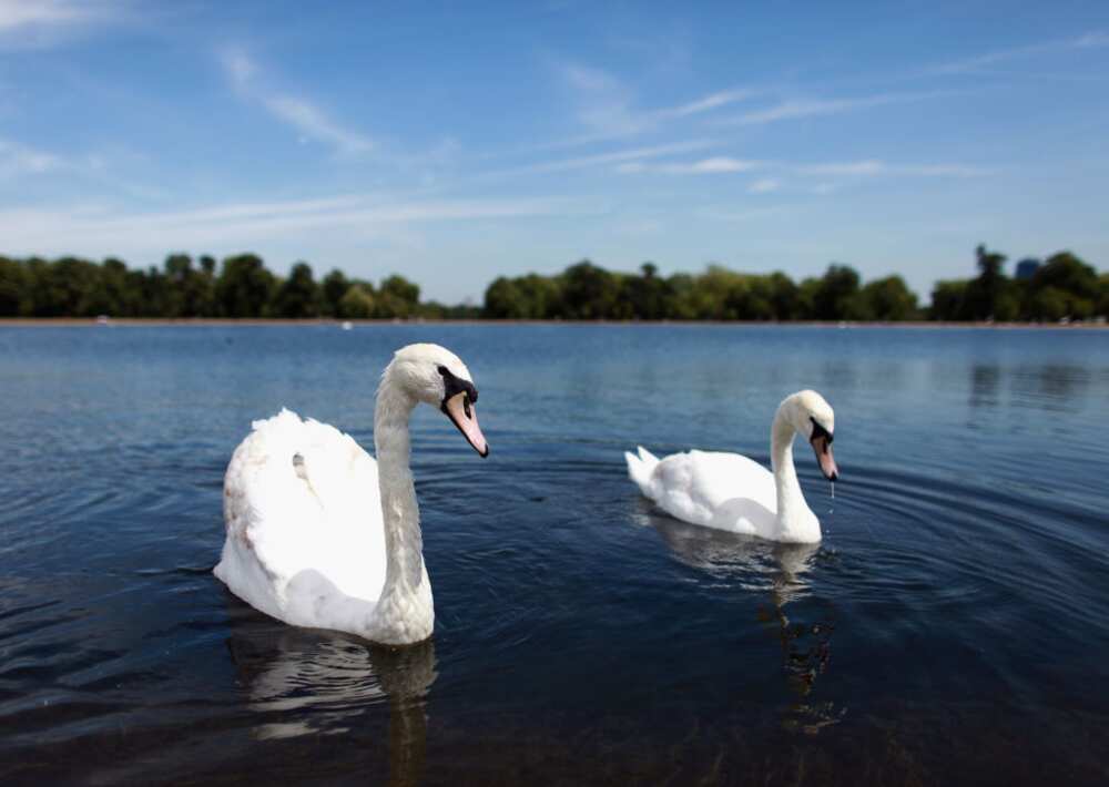 birds that mate for life birds that mate for life