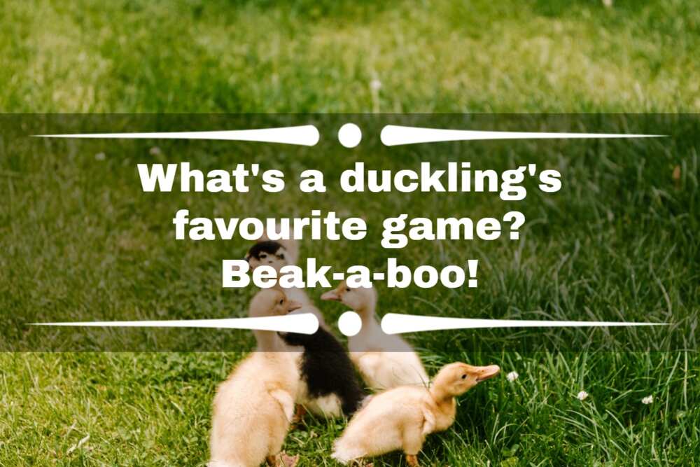 Duck jokes for kids