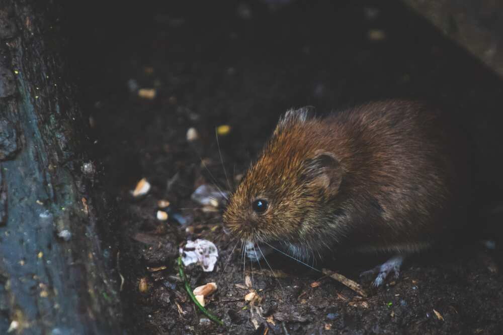 hantavirus transmission