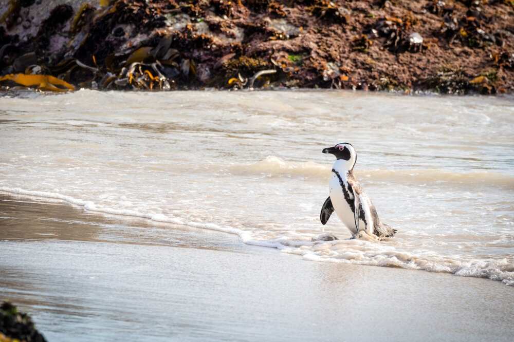 Penguin facts for kids Penguin facts for kids