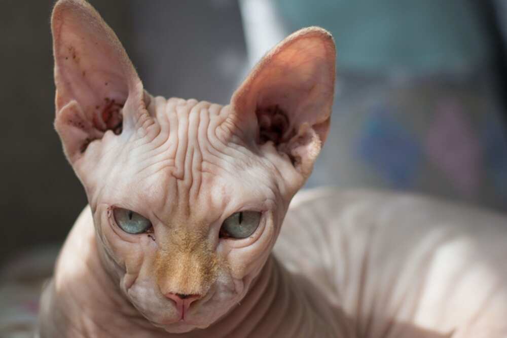 World's most expensive cat World's most expensive cat