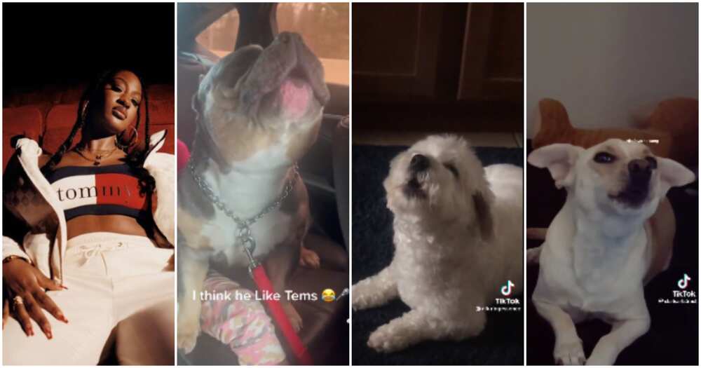 Beryl TV 1e7c7b9086d724c8 “She Should Hold a Concert for Them”: Fans Gush Over Videos of Dogs ‘Singing’ Along to Tems’ Free Mind Song 