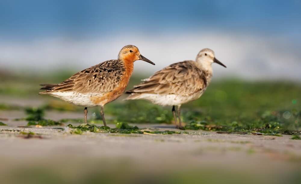 Red knot